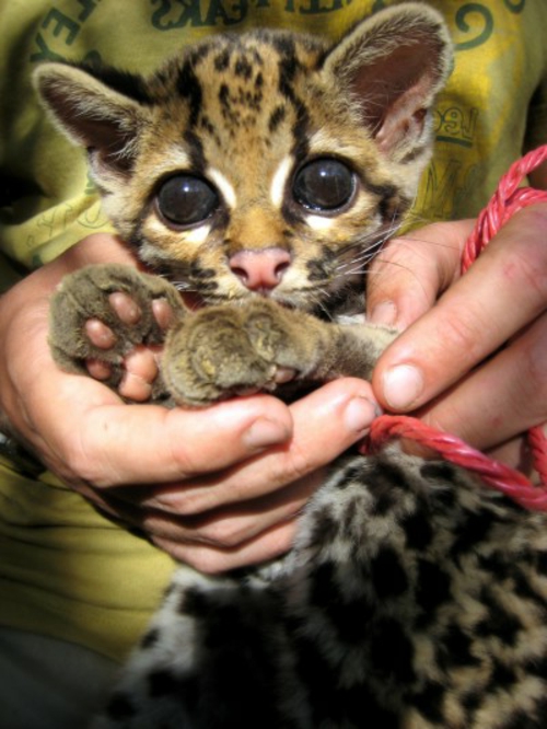 süße Baby Tiere leopard dschungel