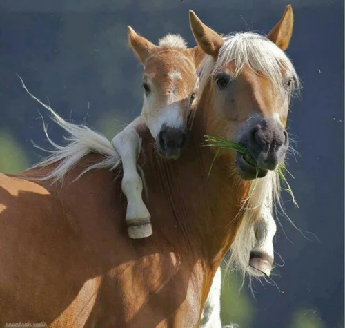 Baby Tiere pferd mutter liebe