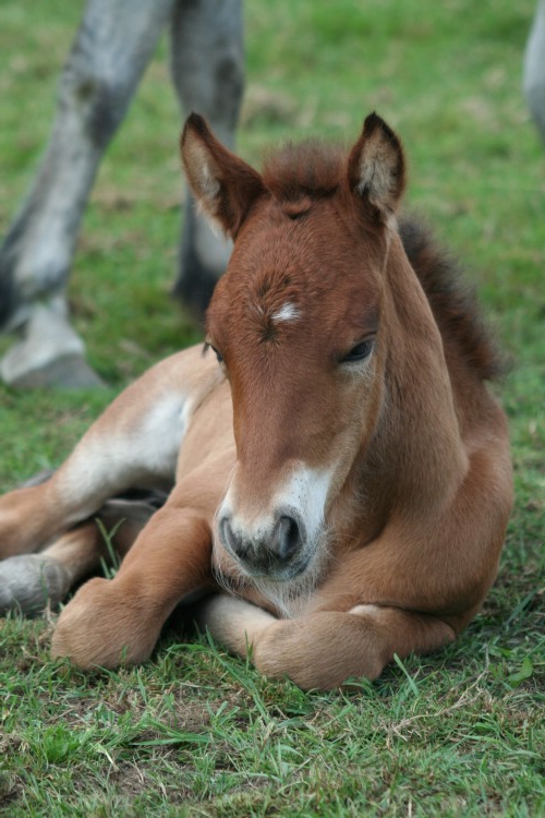 süße Baby Tiere pferd wiesen gras