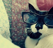 Süße Katzen mit Brillen – 22 lustige Bilder für echte Katzenliebhaber
