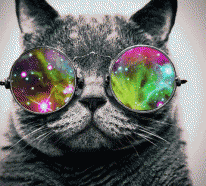 Süße Katzen mit Brillen – 22 lustige Bilder für echte Katzenliebhaber