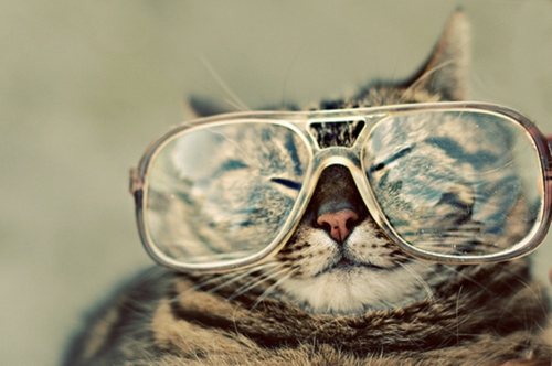 süße katzen mit retro brille