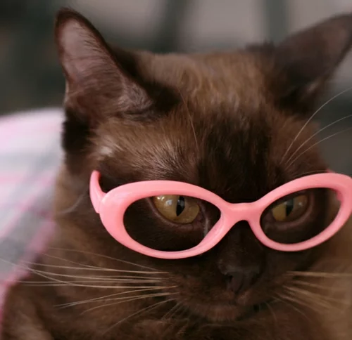 süße katzen mit rosa brillenfassung