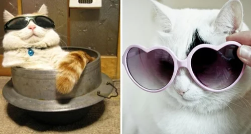 süße katzen mit sonnenbrille