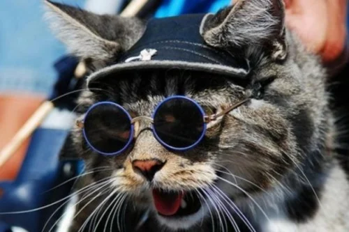süße katzen runde brillengläser und rahmen in blau