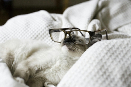 süße schicke katzen schlafend mit retro brille