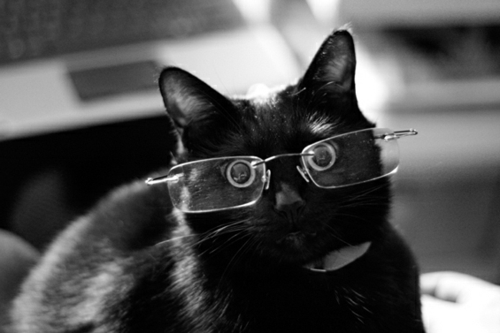 süße katzen schwarz mit feiner brille