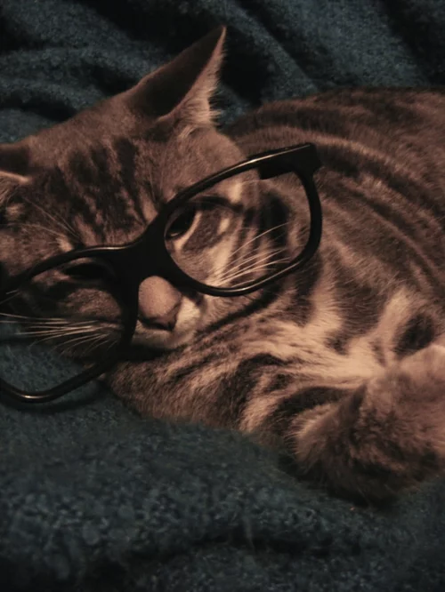 süße katzen vintage brille