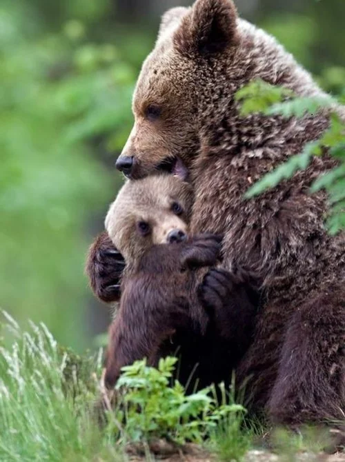 tierische fotos eine zärtliche bärenumarmung