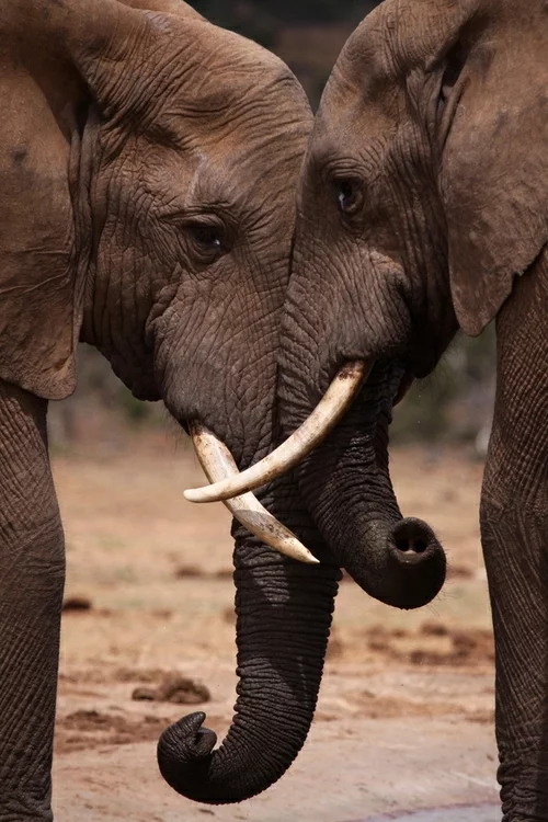 tierische fotos elefanten freundschaft