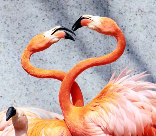 tierische fotos flamingos umarmung