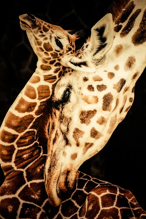 tierische fotos giraffen umarmung