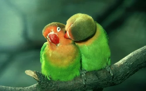 tierische fotos grüne papageien