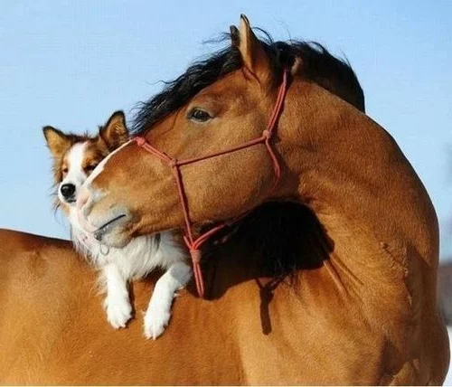 tierische fotos hund reitet pferd