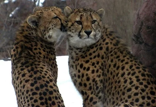 tierische fotos leoparden im wald
