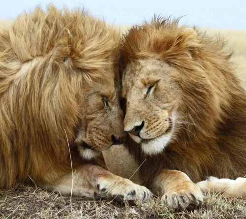 tierische fotos männerfreundschaft bei löwen