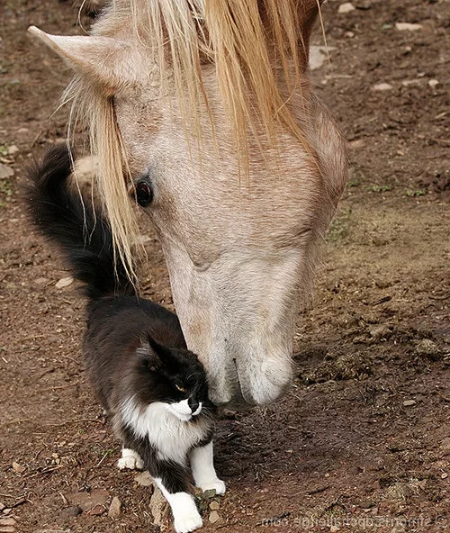 tierische fotos pferd und katze