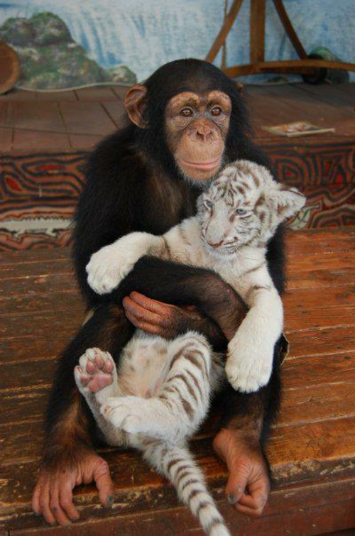 tierfotos schimpanse trägt weißen tiger