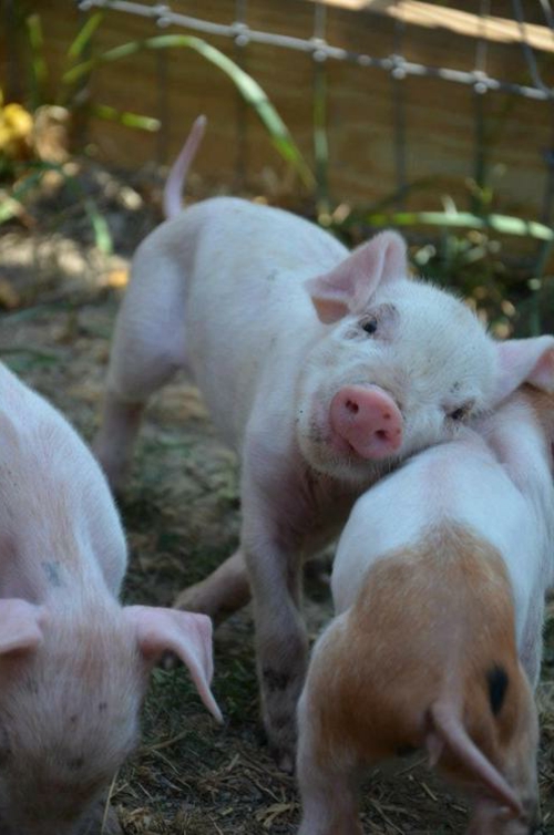 tierische fotos verspielte junge schweine