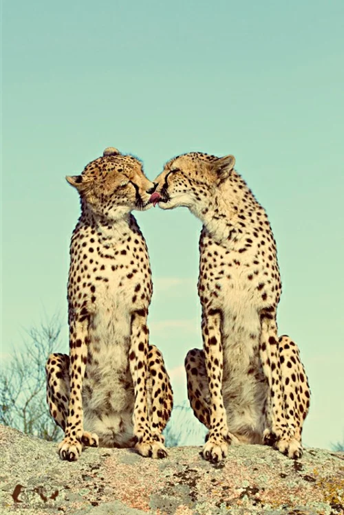 tierische fotos zwei geparde