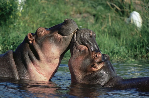 tierfotos zwei glückliche hippos