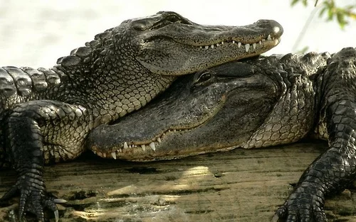 tierische fotos zwei krokodile beim entspannen