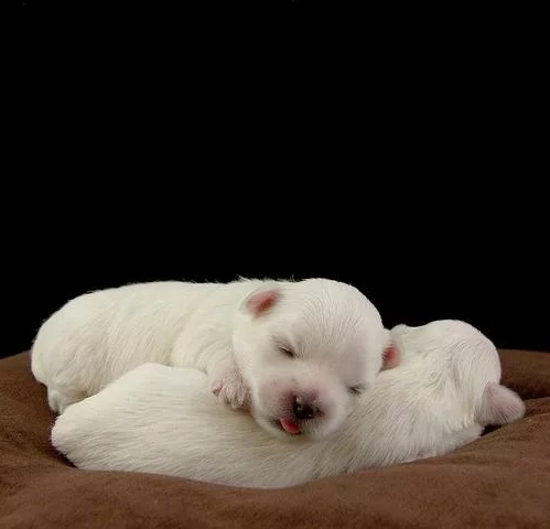 tierfotos zwei weiße schlafende welpen