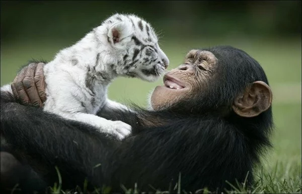 ungewöhnliche echte tierfreundschaften bengaltiger und schimpanse