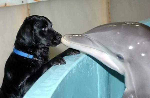 ungewöhnliche echte tierfreundschaften delfin und schwarzer hund