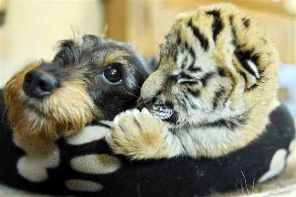 ungewöhnliche tierfreundschaften hund und tiger