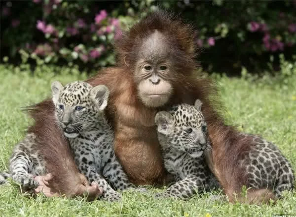 ungewöhnliche echte tierfreundschaften junger orang utan und kleine leoparden
