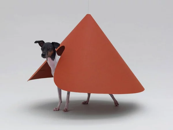 Architektur für Hunde originell ausgedacht orange oberfläche