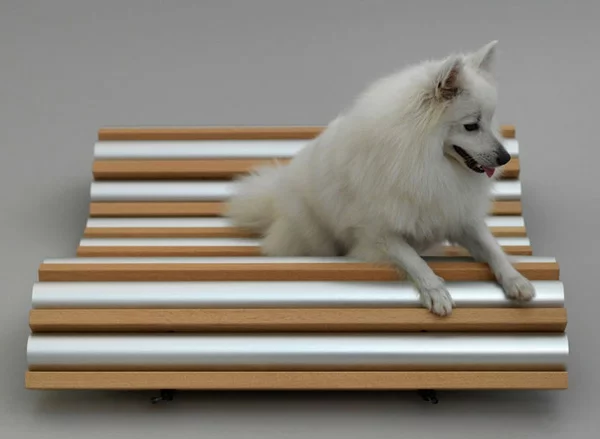 Hunde originell ausgedacht sitzbank Architektur 