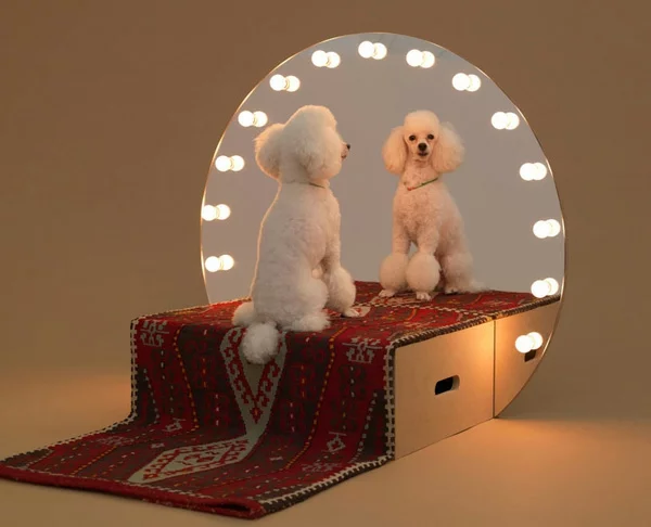 Hunde originell bühne spiegel Architektur