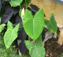 Die Taro Pflanze – Wissenswertes und praktische Tipps