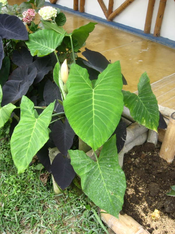 taro pflanze für den außenbereich