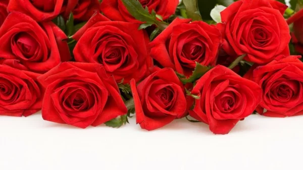 valentinstag rote rosen