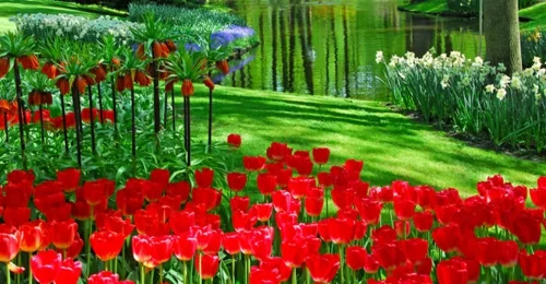 Bunte Gartengestaltung  Gartendeko rote tulpen leuchtend