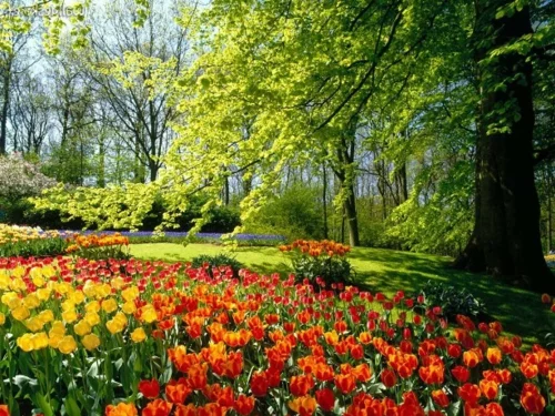 Bunte Gartengestaltung und Gartendeko rote tulpen