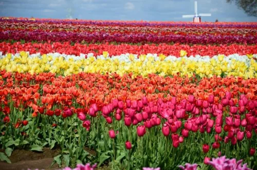 Bunte Gartengestaltung und Gartendeko windmühlen