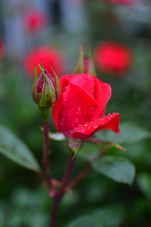 Prächtige Gartengestaltung gras pflanzen rosen frisch