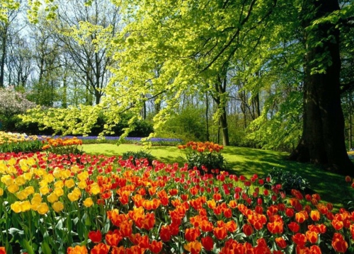 Garten elegant arrangiert gartengestaltung tulpenbeet