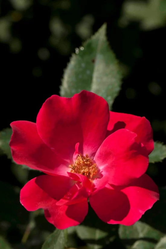farbgestaltung und bunte wohnideen pink rot rose blume