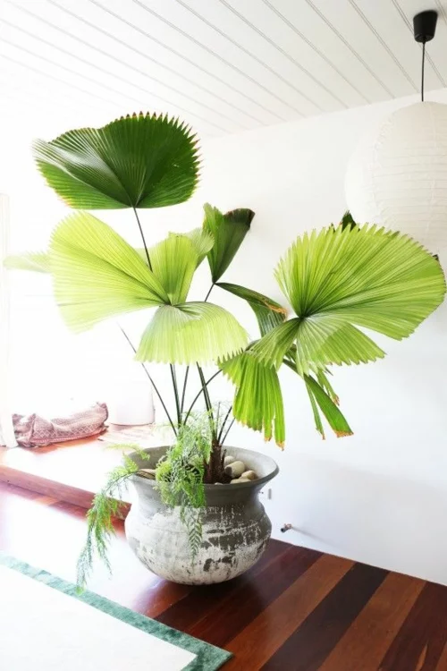 feng-shui-ideen-blumen-große-zimmerpflanze
