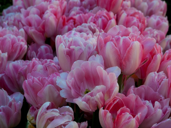 garten und landschaftsbau gartengestaltung ideen frühlingsblumen tulpen
