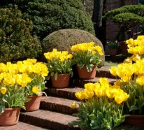 Gartengestaltung Ideen mit Frühlingsblumen – die Schönheit der Tulpen