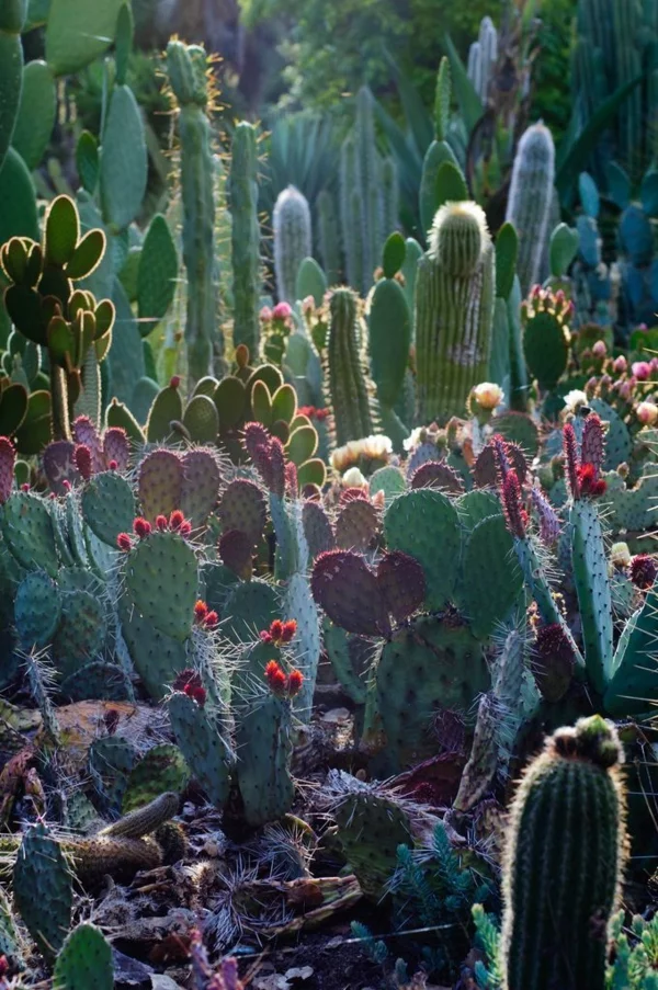 gartengestaltung kaktus designideen