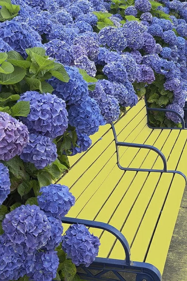 gartengestaltung ideen bilder gelbe sitzbank lila blau hortensie