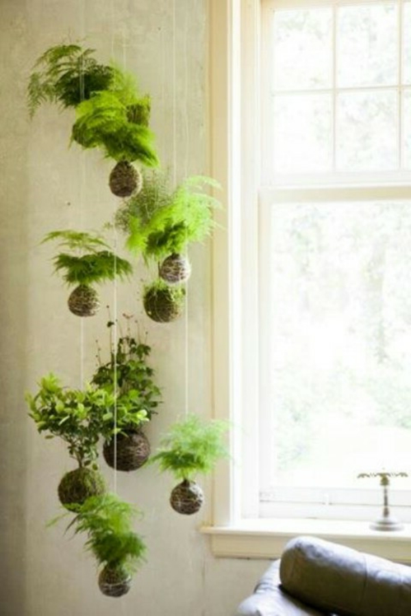 hängende zimmerpflanzen und balkonpflanzen grün umweltgerecht