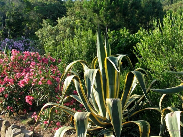 Mediterrane Gartengestaltung wasseranlagen pflanzen